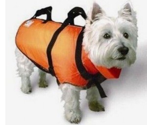 small dog life vest