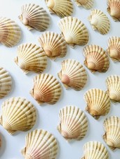 Scallop Shells Round Natural Sea Coastal  12 - 14cm | Craft Decor Beach Wedding