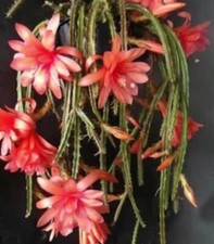 5 Rat Tail Cactus fresh unrooted Aporocactus 'Melanie' cuttings 6cm