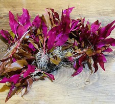ALTERNANTHERA REINECKII - CARDINALIS ROSEAFOLIA - LIVE AQUARIUM AQUATIC PLANTS