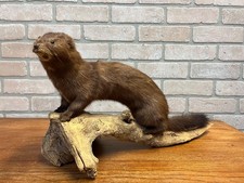 Vintage Taxidermy Brown MINK on Wood Full Mount Cabin Decor