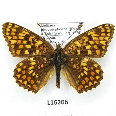 Nymphalidae, Melitaea phoebe phoebe, male, A1-, Russia