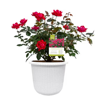 2 Gal. Red the Double Knock Out Rose Bush with Red Flowers in Decorative Contain