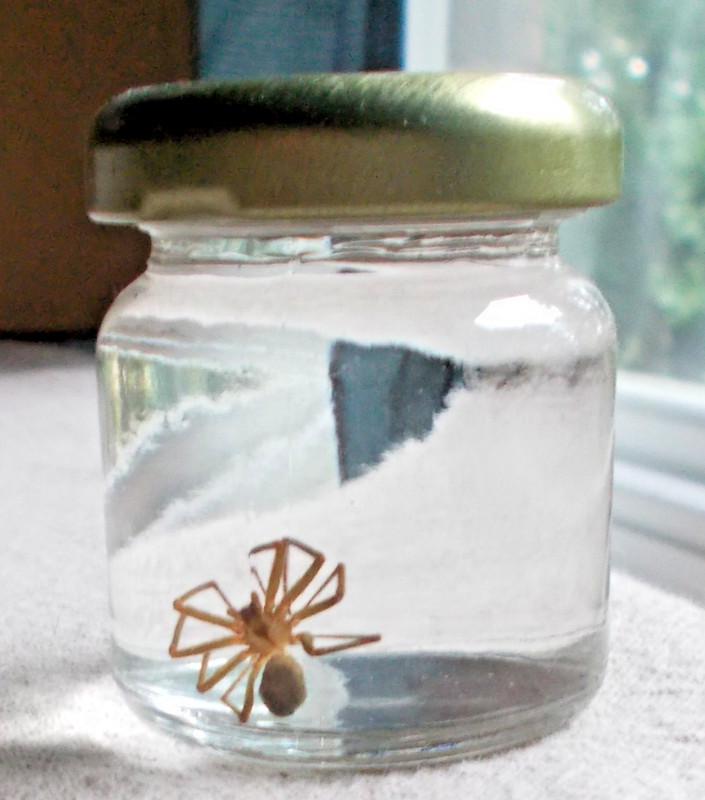 Brown Recluse Spider Preserved in Alcohol 2" Tall Bottle