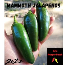Mammoth Jalapeno Hot Pepper (20) Seeds - 4 ¾ Long by 1 ¾" Wide