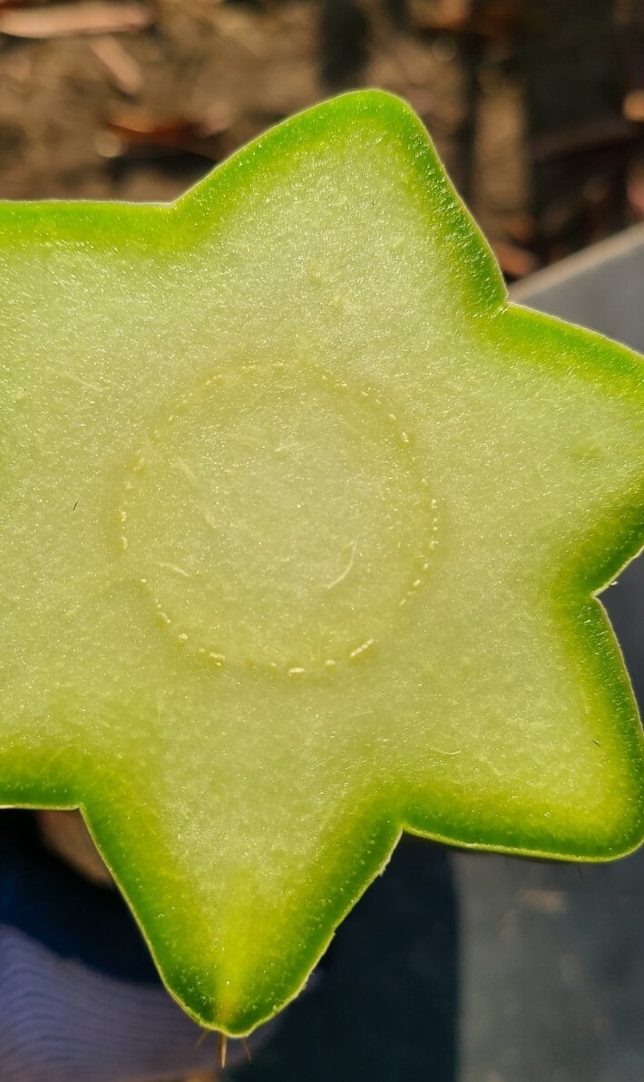 FOUR 10" FRESH Cactus Grafting Stocks