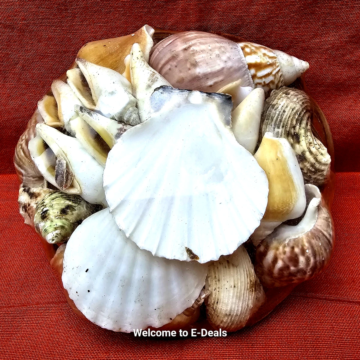 收藏贝壳装饰| eBay
