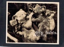 Y2392 Australia Animals Koalas 70x90mm vintage snapshot