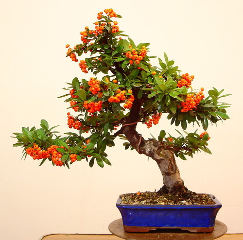 Pyracantha Coccinea rare SCARLET FIRETHORN bonsai berry bush shrub seed 15  SEEDS | eBay