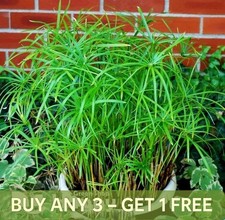 HOUSE PLANT SEEDS - UMBRELLA PLANT - 200 SEEDS - Cyperus Alternifolius nanum