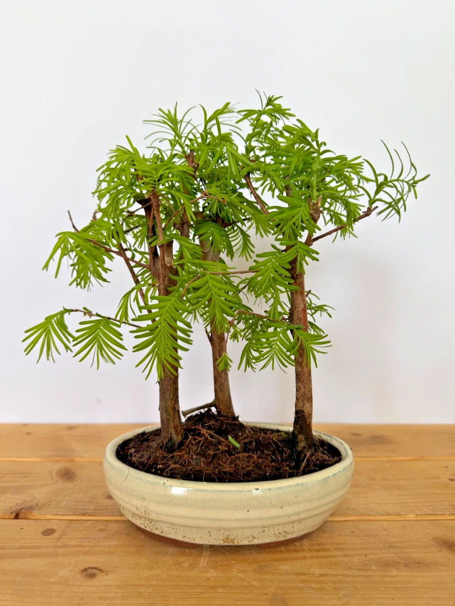 Pre-Bonsai-Bume online kaufen | eBay.de