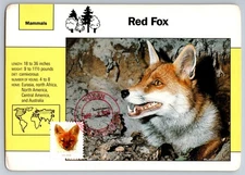 #5742 Red Fox Maxi Card w/Fox AR Cancel