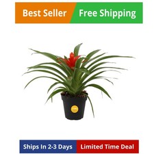Live Bromeliad Indoor Plant, Red Guzmania Blooming Houseplant in Grow Pot, Tr...