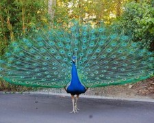 Peacock Bird Beauty 8x10 Picture Celebrity Print
