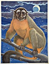 Mirikina scimmia notturna Maki lemuri Madagascar lemure scimmia guazzo acquerello 1960/70