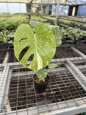 Monstera Thai constellation live plant , Variegated Monstera- in 4"