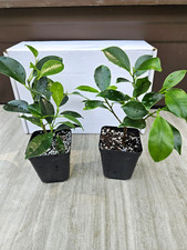 Tiger Bark Ficus Ficus Microcarpa Bonsai Starter Trees 2-pack
