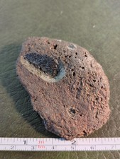 Fossil Turtle Shell, Isle Of Wight