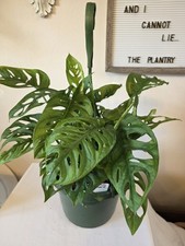 monstera adansonii 8” hanging basket swiss cheese lush and full
