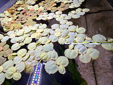 Red Root Floaters Phyllanthus Fluitans Red Root Floaters Phyllanthus Fluitans