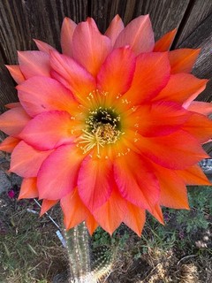 TRICHOCEREUS HYBRIDE ‚MIAMIA‘ Blüte bis 20 cm