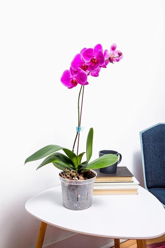 8 Assorted Clear Aeration Orchid Pots - 3 to 6 Inch Sizes for Thriving Orchids - Picture 4 of 11