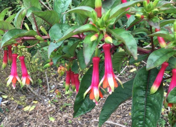 Fuchsia denticulata | Toothed Fuchsia | 50 Seeds