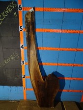 A2039 5/16" THICK black walnut Live Edge Slab lumber KILN DRIED