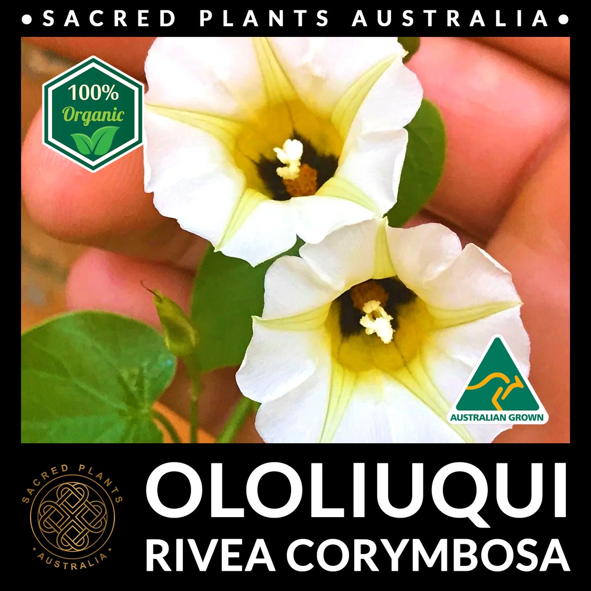 Rivea Corymbosa – (Ololiuhqui) - - O Seu Blog Sobre Cultivo - Foto 3