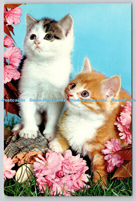 R743472 Cat Two kittens John Hinde Ltd