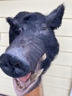 Taxidermy Wild Boar Shoulder Mount On Oak stand & Rock — photo 4