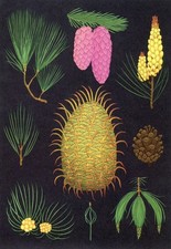 Leaf & Cone Varieties by Katie Scott, Arboretum, 2022 --New