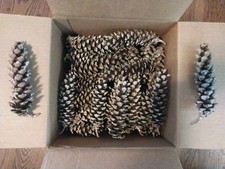 100 Fresh Eastern White Pine Cones 5-6  for C...