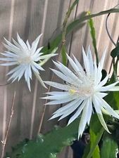 2x Epiphyllum White Night Blooming Orchid Cactus - Quynh Hoa 8"-14" cutting