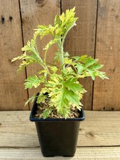 🌿 Variegated Mugwort Plant  - Artemisia vulgaris ‘Variegata’ in