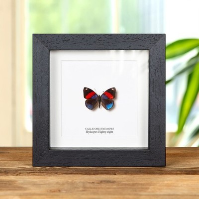 Hydaspes Eighty-eight Butterfly In Box Frame (Callicore hydaspes)
