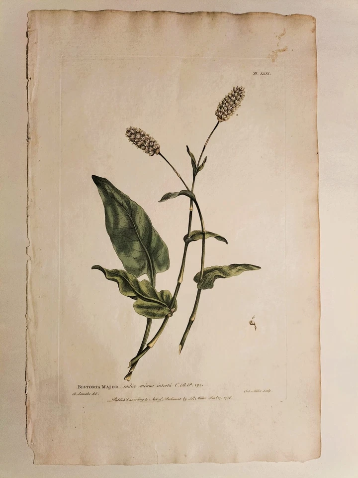 Lotto di 6 stampe antiche originali - Erbario - 1760 - PHILIP MILLER - Immagine 2 di 4