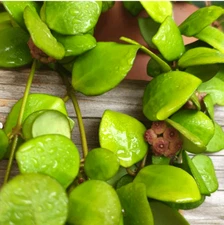 Hoya heuschkeliana Kloppenb  live rare house plants in 3 inch pot