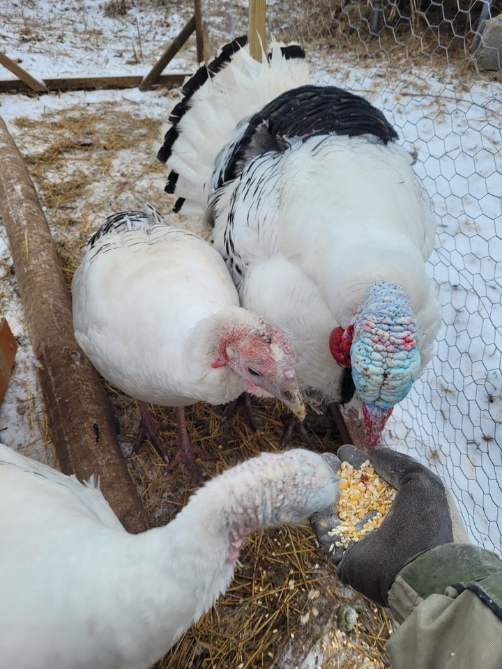 6 Fertile Royal Palm Heritage Turkey Hatching Eggs eBay