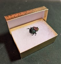 Phanaeus for collectors | Horned Rhinoceros Dung Beetles