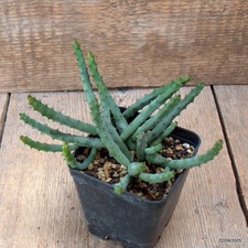 D6556 HUERNIA PENDURATA maceta 8-H10-W15 cm MaMa Cactus