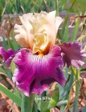 TALL BEARDED IRIS " LOVE TO FLIRT " 1 x POT GROWN ROOTED RHIZOME