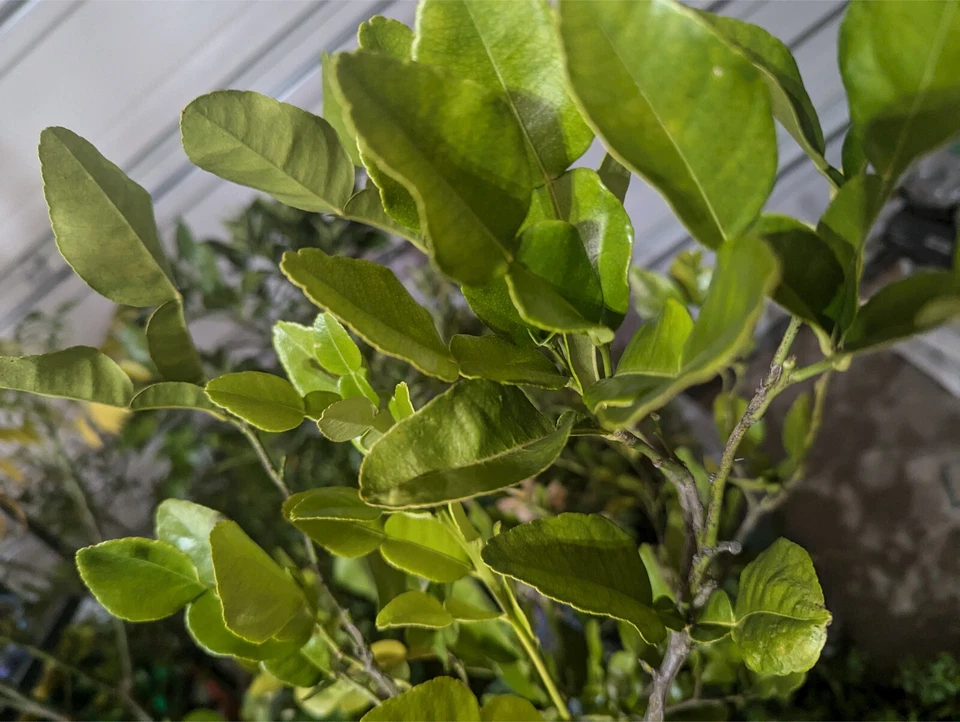 Freshly Picked Organic Gourmet Kaffir Lime 20 Leaves Lá Chanh Số 8 Herbs Hotpot