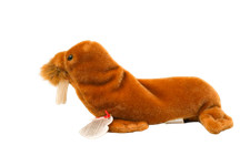 Ty Beanie Baby Paul the Walrus Plush With Multi Errors ‼️