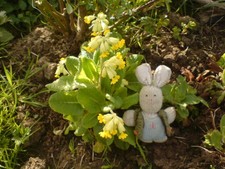 One Cowslip  plant  Barerooted at least 3 inches