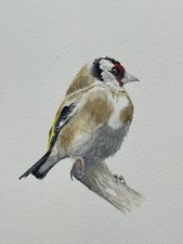 WATERCOLOUR PAINTING: ORIGINAL SIGNED BIRD/WILDLIFE PAINTING:  GOLDFINCH