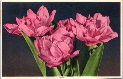 Vintage - Lovely Blooming Tulips Flowers - Postcard - P10