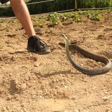 Snake Prank With String Clip,Snake On A String Prank That Catch People Prank Toy