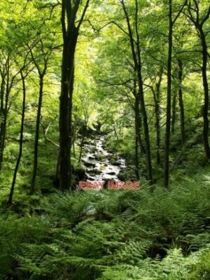 FOTO COLDEN CLOUGH COLDEN CLOUGH IST EIN LOKALES NATURSCHUTZGEBIET UND IST ALS A ausgewiesen