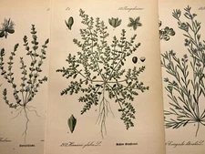 Illustration Pictures Lithograph Flora Botanica Flower Plant Fruit 1886 Antique